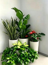 北仑绿化养护风险-奉化绿植租赁方案设计-镇海花卉租摆公司-鄞州绿化养护风险